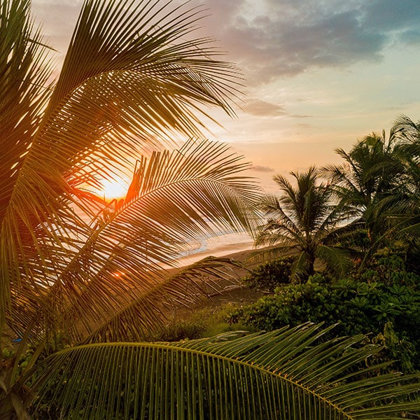 Meerblick mit Palmen in Costa Rica