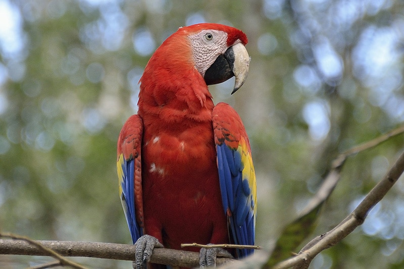 Parrot on branch