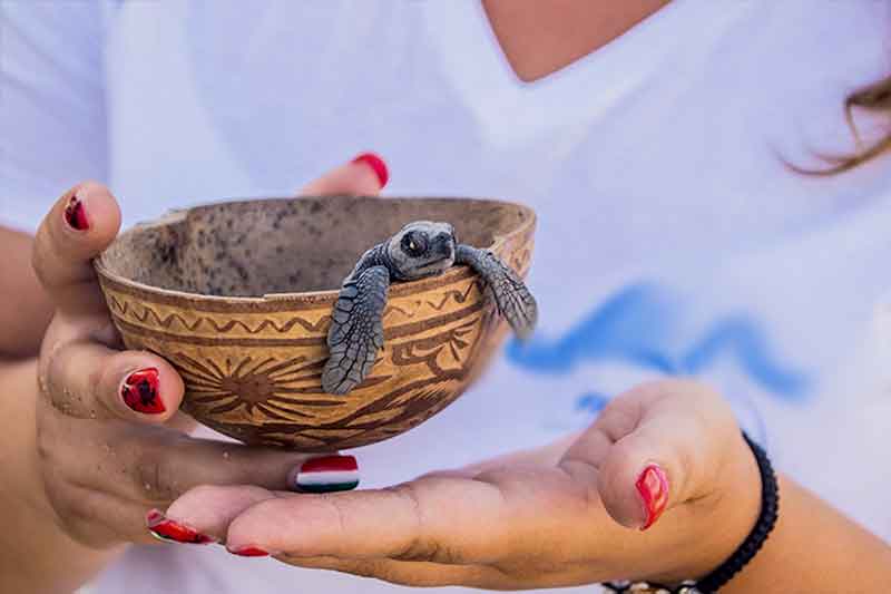 Baby Schildkröte in Schüssel in Mexiko