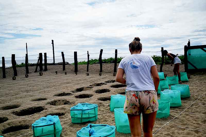 WanderWorld hilft bei Schildkrötenaufzucht in Mexiko