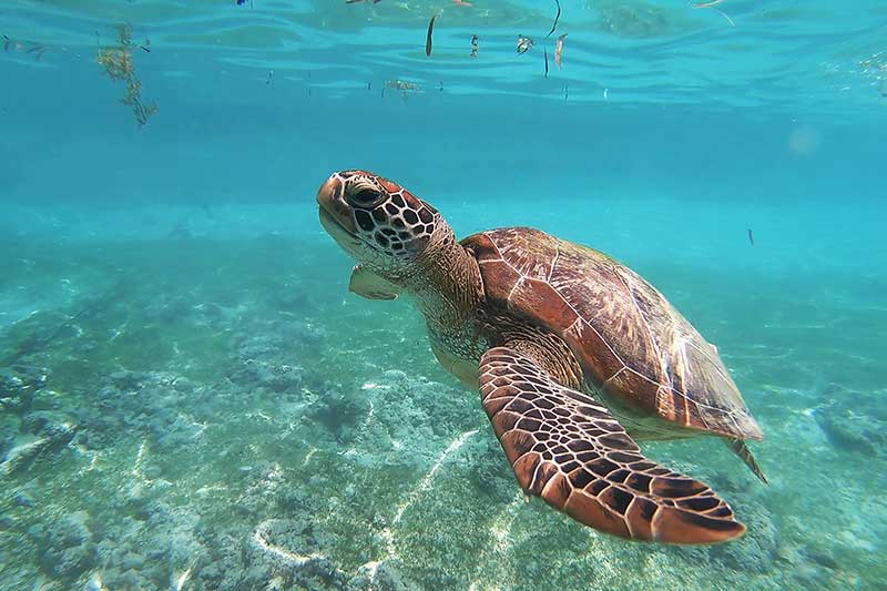 Turtle in the sea in Guatemala