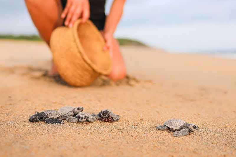 Baby turtles on the sandy beach on the way to the sea in Mexico