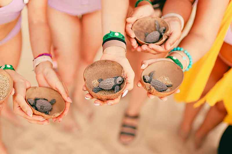 Baby turtles in a coconut shell with volunteers on a sandy beach in Mexico